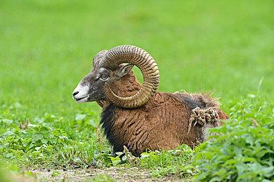 《森巴德明哥：派对中心》将联动SEGA索尼克系列